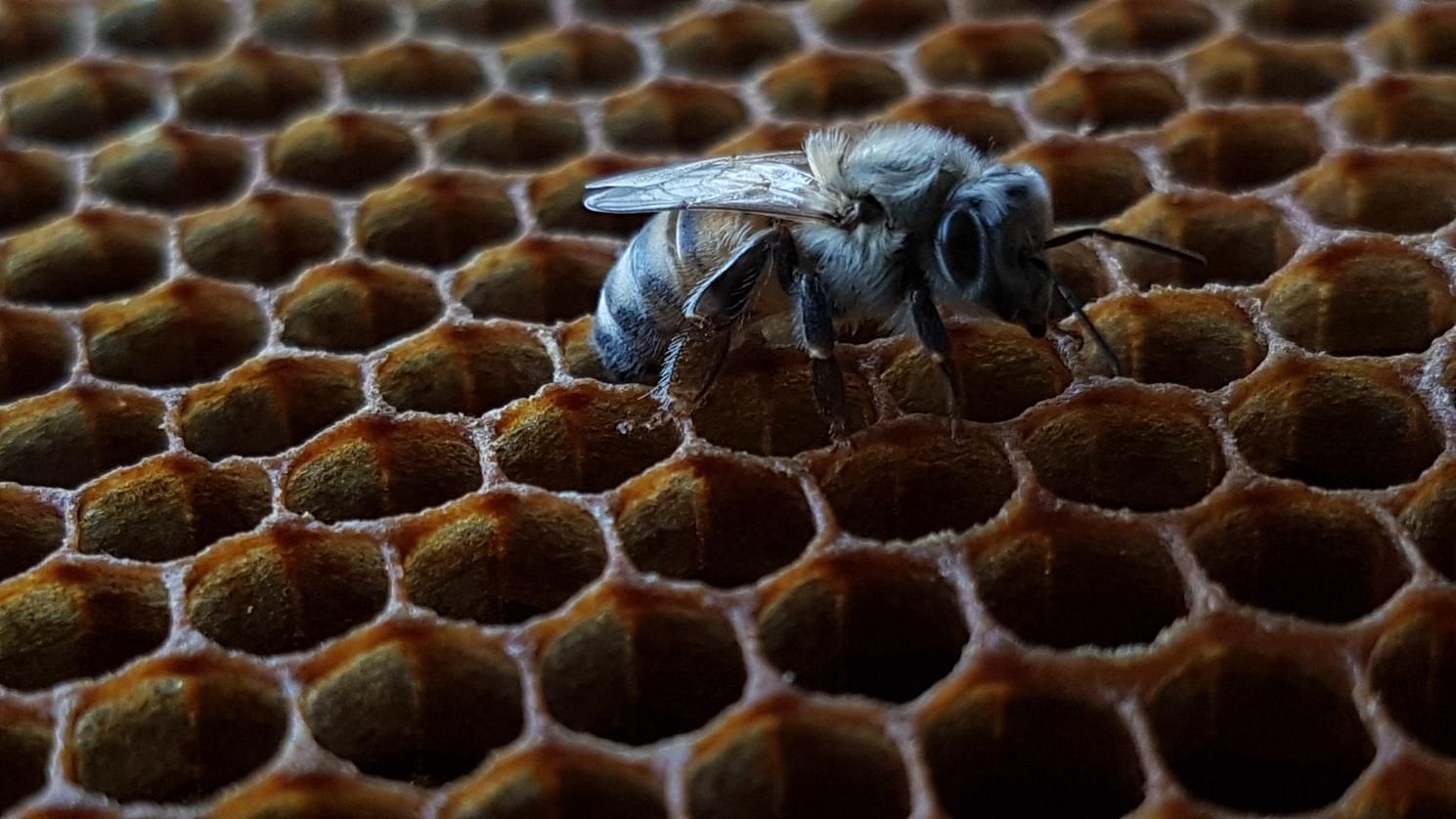 У вигляді бджолиних стільників: в Італії розробили житло майбутнього – фото 