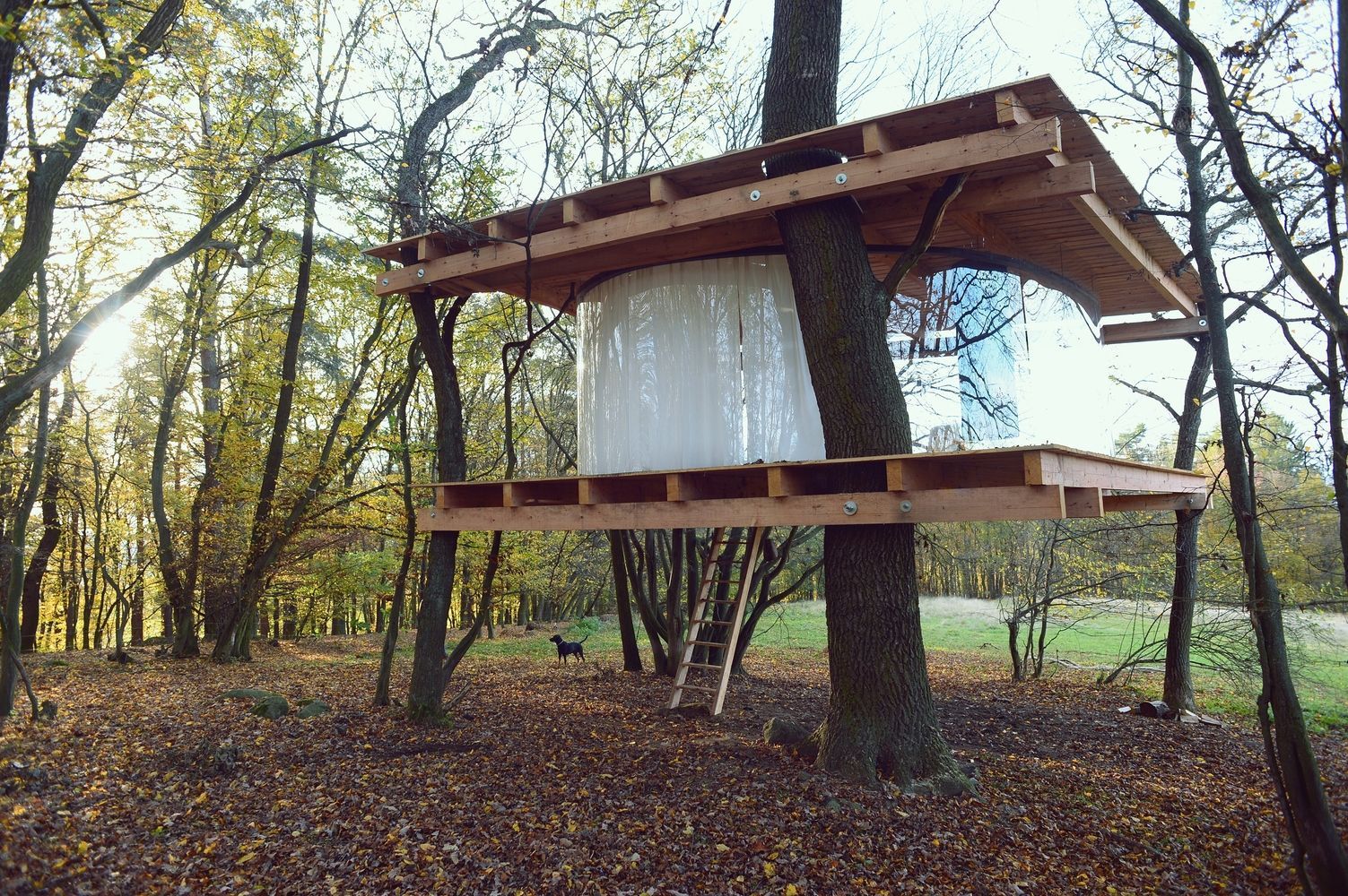 Прозрачный домик на дереве: в Чехии появилась необычная постройка – фото