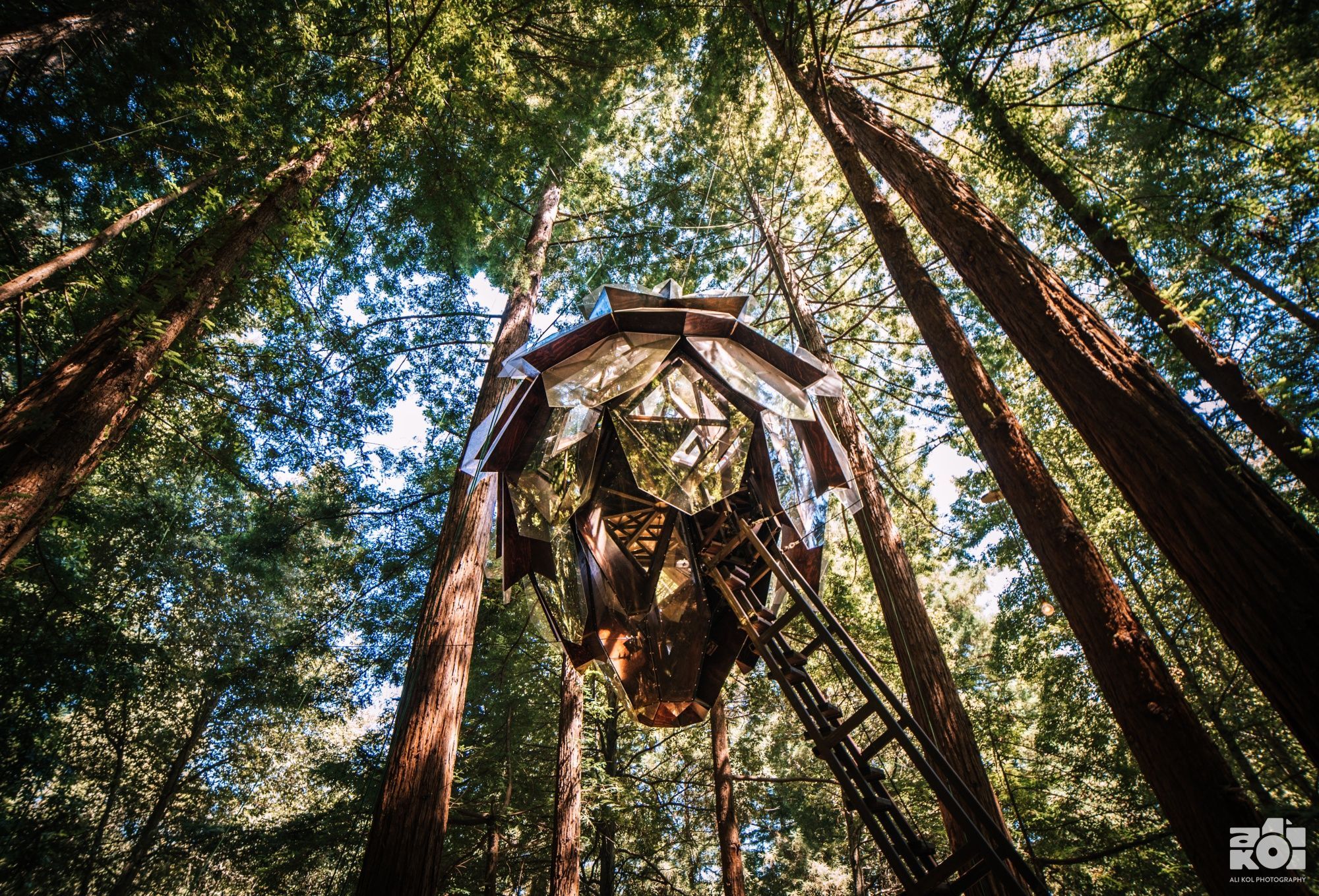 Отель в форме шишки – в лесах США можно забронировать отдых на дереве: фото