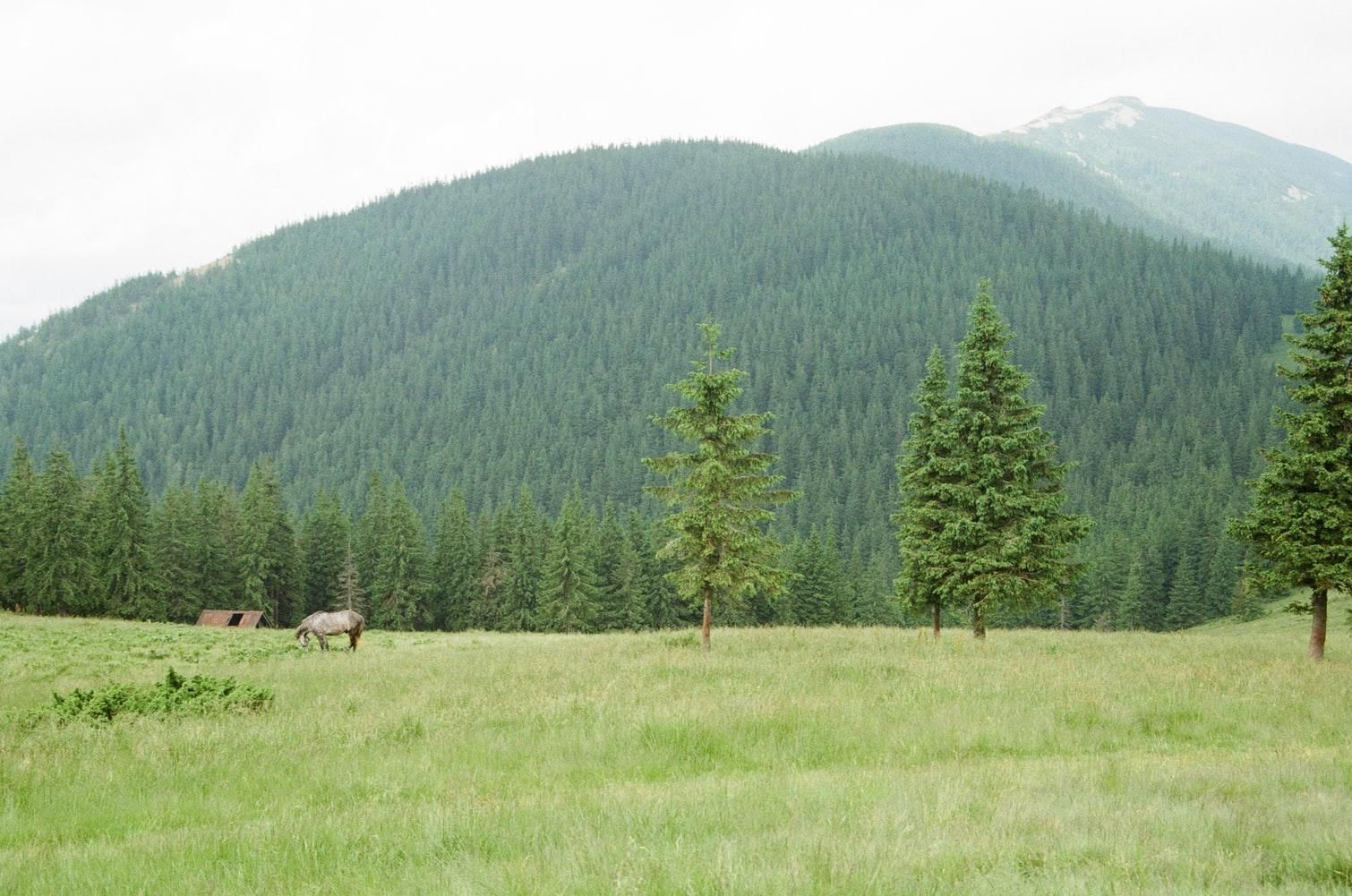 На висоті 1600 метрів: у Карпатах знайшли старовинну 8-кутну колибу – фото На висоті 1600 метрів: у Карпатах знайшли старовинну 8-кутну колибу – фото