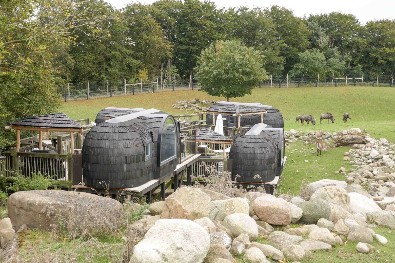 Ніч поряд з левами та ведмедями: унікальні кабінки в центрі дикої природи Ніч поряд з левами та ведмедями: унікальні кабінки в центрі дикої природи