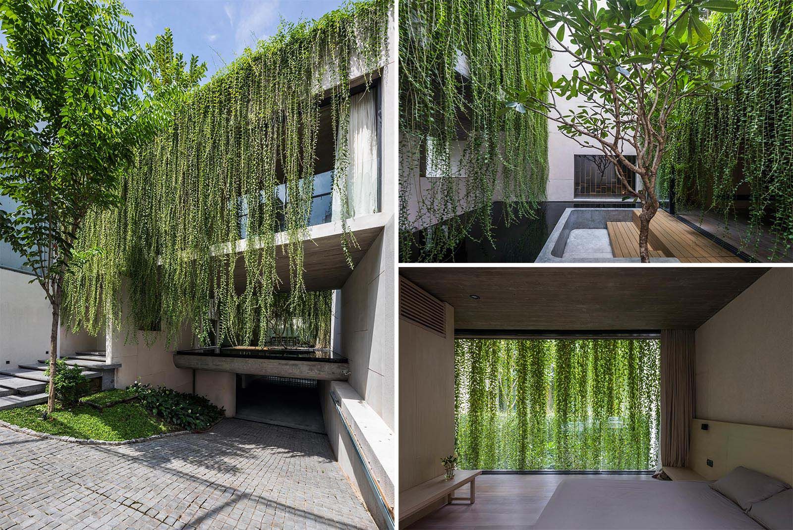 Растения как главный декор: как смягчить бетонный фасад роскошной лианой 
